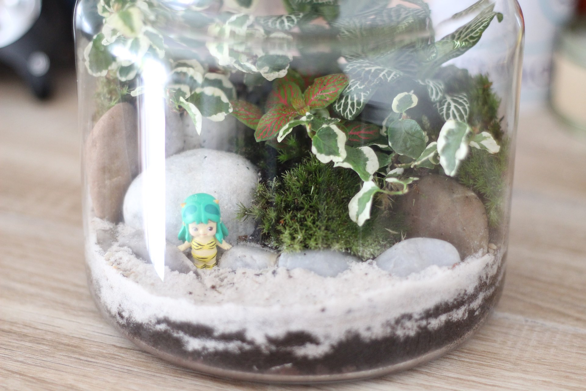 Terrarium  Jane Nantes