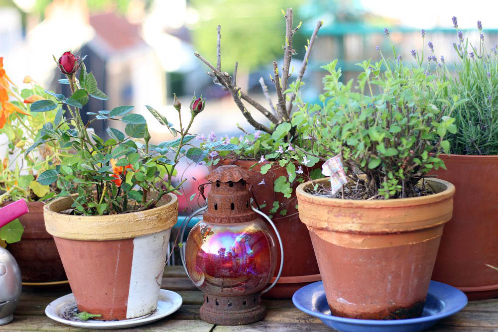 Plantes vertes  Silence, ça pousse !